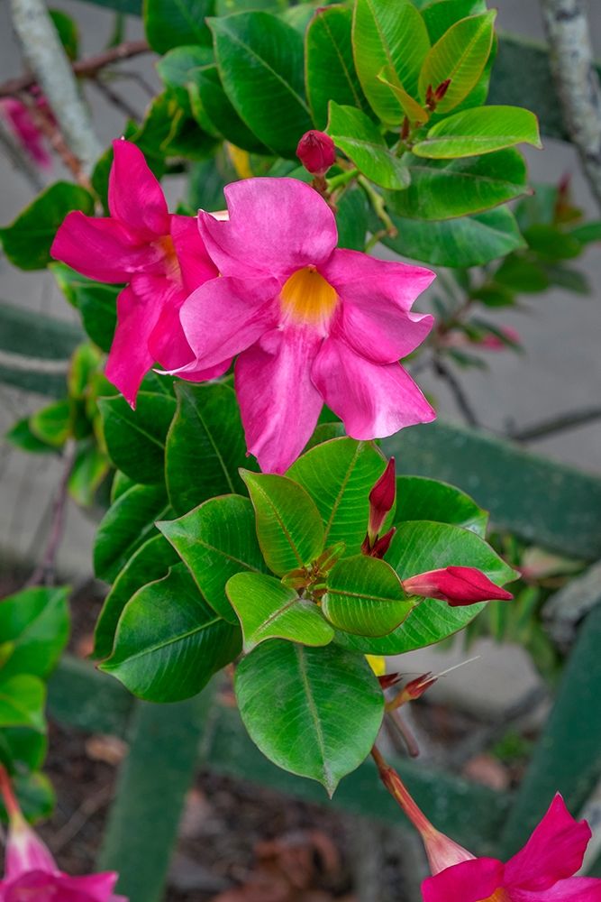 Mandevilla-Mexican love vine